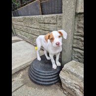 Mixed Breed - Bitches