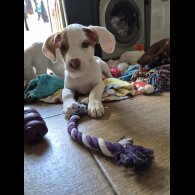 Mixed Breed - Bitches