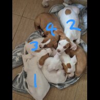 Mixed Breed - Bitches