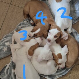 Mixed Breed - Bitches