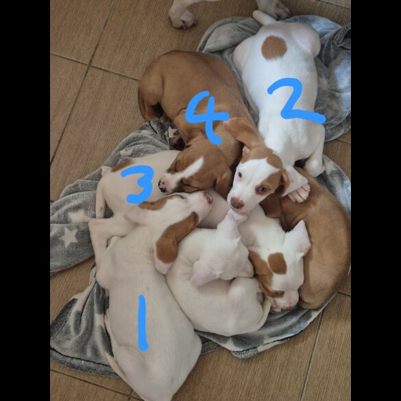 Mixed Breed - Bitches