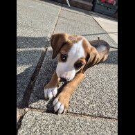 Mixed Breed - Bitches