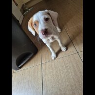 Mixed Breed - Bitches