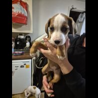 Mixed Breed - Bitches