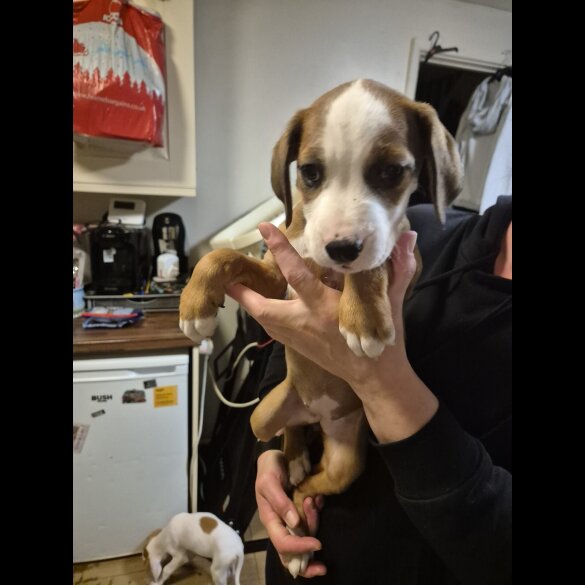 Mixed Breed - Bitches