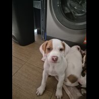 Mixed Breed - Bitches