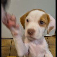 Mixed Breed - Bitches