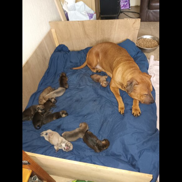 Mixed Breed - Both