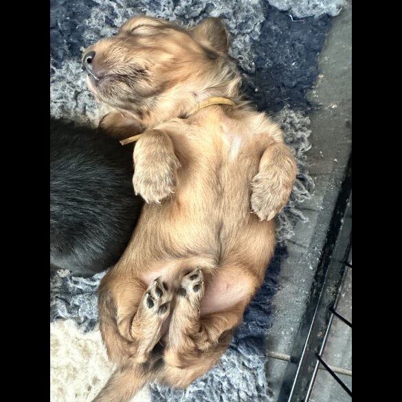 Dachshund (Miniature Long Haired) - Both