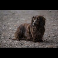 Dachshund (Miniature Long Haired) - Both