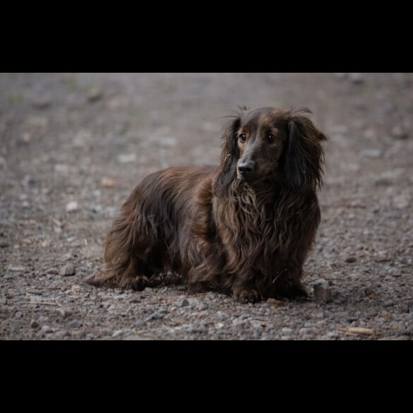 Dachshund (Miniature Long Haired) - Both