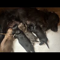 Dachshund (Miniature Long Haired) - Both