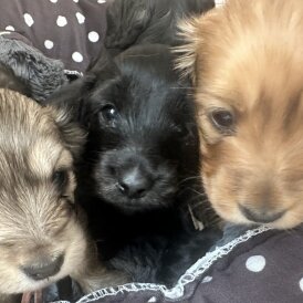 Dachshund (Miniature Long Haired) - Both