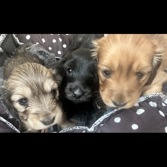 Dachshund (Miniature Long Haired) - Both
