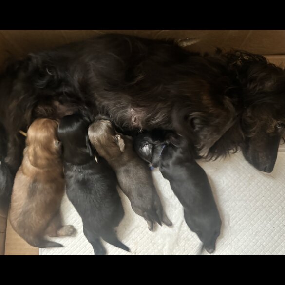 Dachshund (Miniature Long Haired) - Both