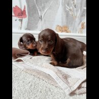 Dachshund (Standard &amp; Miniature) - Both
