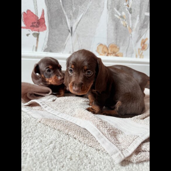 Dachshund (Standard &amp; Miniature) - Both