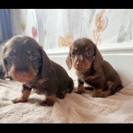 Dachshund (Standard &amp; Miniature) - Both