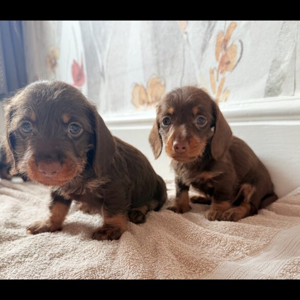Dachshund (Standard &amp; Miniature) - Both