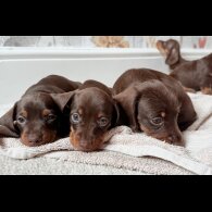 Dachshund (Standard &amp; Miniature) - Both