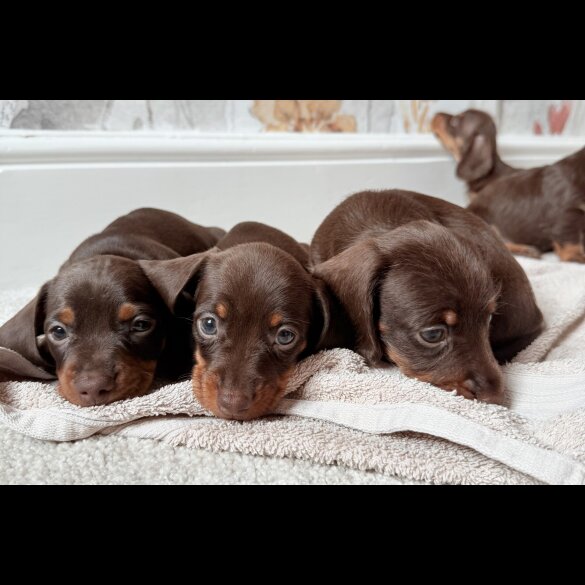 Dachshund (Standard &amp; Miniature) - Both