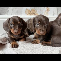 Dachshund (Standard &amp; Miniature) - Both