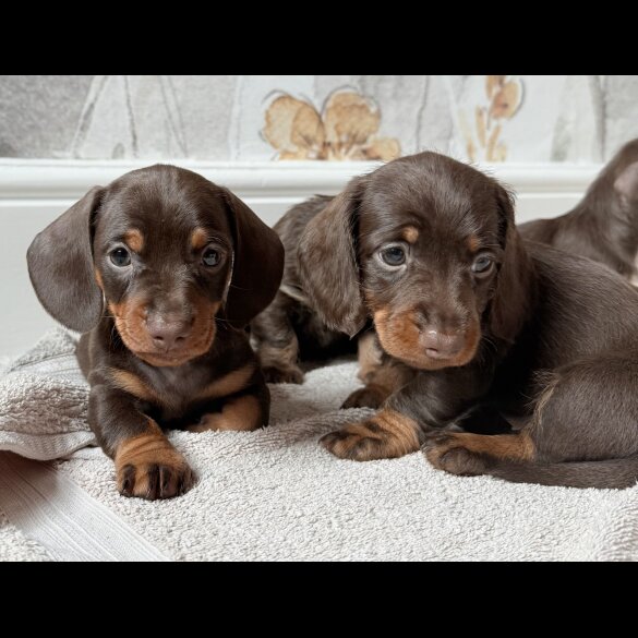 Dachshund (Standard &amp; Miniature) - Both