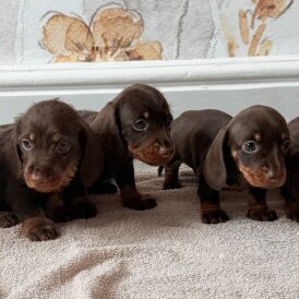 Dachshund (Standard &amp; Miniature) - Both