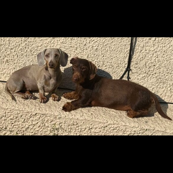 Dachshund (Standard &amp; Miniature) - Both