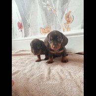 Dachshund (Standard &amp; Miniature) - Both