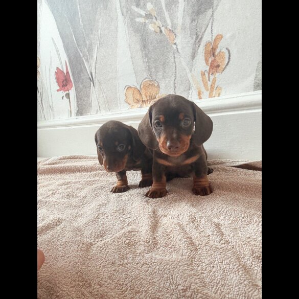 Dachshund (Standard &amp; Miniature) - Both