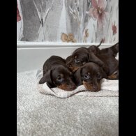 Dachshund (Standard &amp; Miniature) - Both