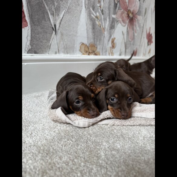 Dachshund (Standard &amp; Miniature) - Both
