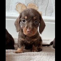 Dachshund (Standard &amp; Miniature) - Both