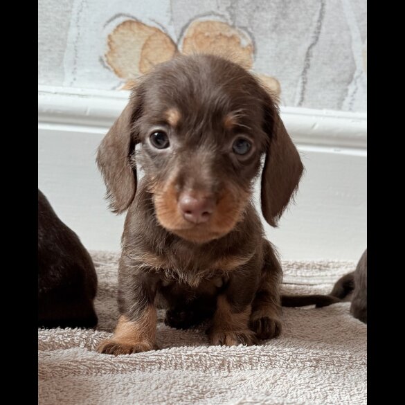 Dachshund (Standard &amp; Miniature) - Both