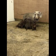 Dachshund (Standard &amp; Miniature) - Both