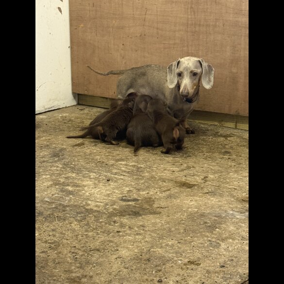 Dachshund (Standard &amp; Miniature) - Both