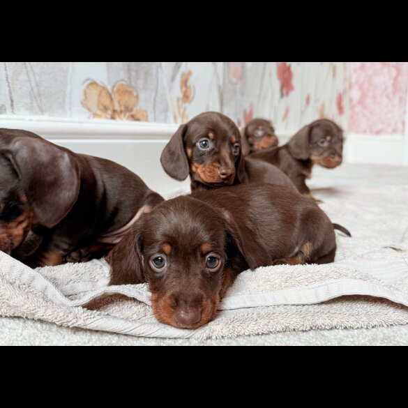Dachshund (Standard &amp; Miniature) - Both