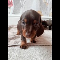 Dachshund (Standard &amp; Miniature) - Both