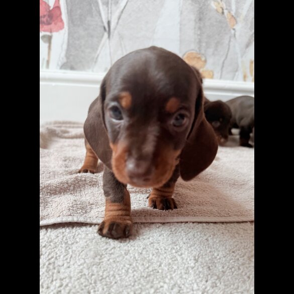 Dachshund (Standard &amp; Miniature) - Both