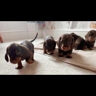 Dachshund (Standard &amp; Miniature) - Both