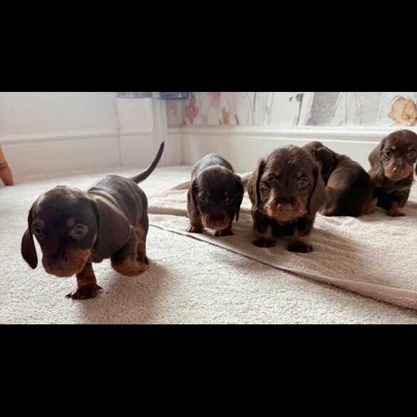 Dachshund (Standard &amp; Miniature) - Both