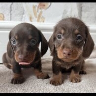 Dachshund (Standard &amp; Miniature) - Both