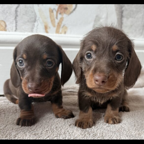 Dachshund (Standard &amp; Miniature) - Both