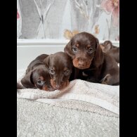 Dachshund (Standard &amp; Miniature) - Both