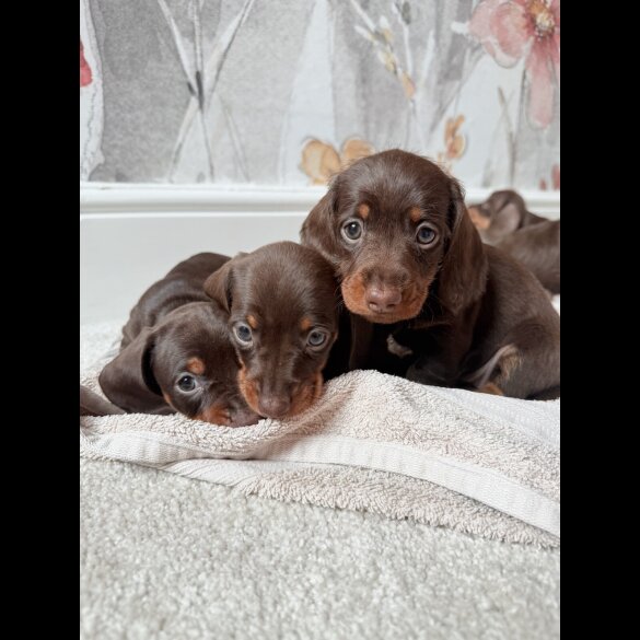 Dachshund (Standard &amp; Miniature) - Both
