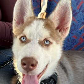 Siberian Husky - Dogs