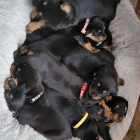 Rottweiler - Both