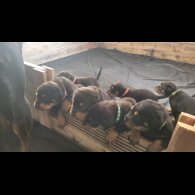Rottweiler - Both