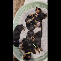 Rottweiler - Both